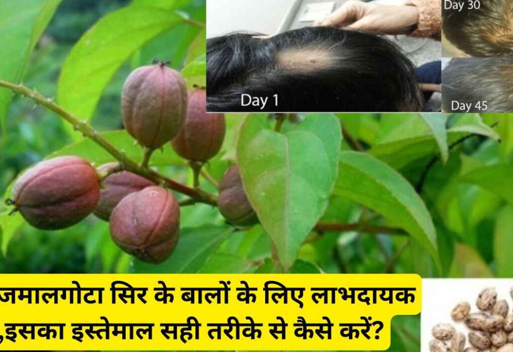 क्या जमालगोटा सिर के बालों के लिए लाभदायक है,इसका इस्तेमाल सही तरीके से कैसे करें?