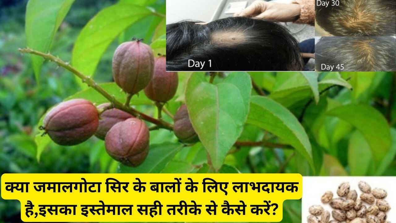 क्या जमालगोटा सिर के बालों के लिए लाभदायक है,इसका इस्तेमाल सही तरीके से कैसे करें?